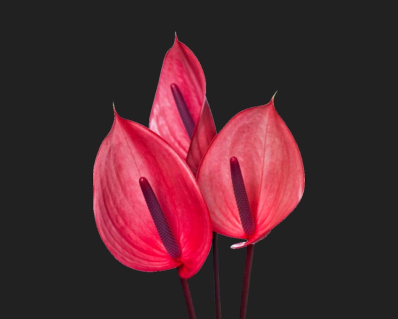 Обои цветы, черный фон, антуриум, flowers, black background, anthurium разрешение 2560x1440 Загрузить