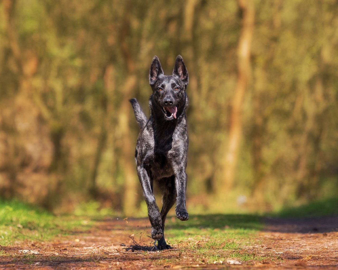 Обои собака, прогулка, бежит, хердер, голландская овчарка, dog, walk, runs разрешение 1920x1280 Загрузить