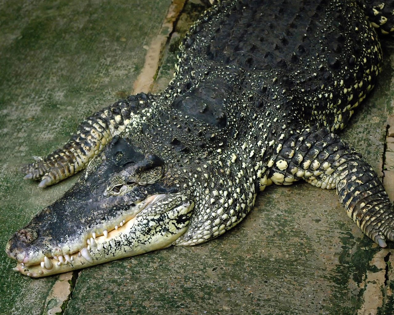 Обои хищник, крокодил, пресмыкающиеся, аллигатор, predator, crocodile, reptiles, alligator разрешение 2560x1600 Загрузить