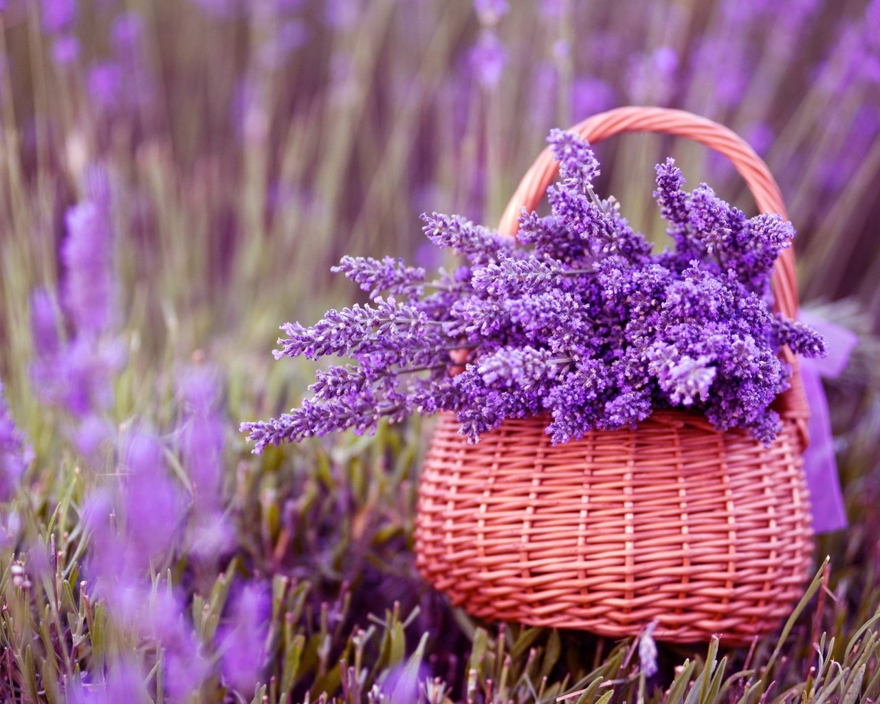 Обои цветы, лаванда, корзина, фиолетовые, букет лаванды, flowers, lavender, basket, purple, bouquet of lavender разрешение 2880x1800 Загрузить