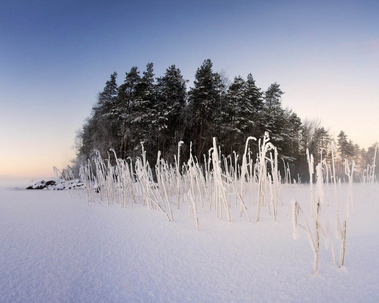 Обои небо, деревья, снег, природа, растения, зима, пейзаж, туман, the sky, trees, snow, nature, plants, winter, landscape, fog разрешение 1920x1080 Загрузить