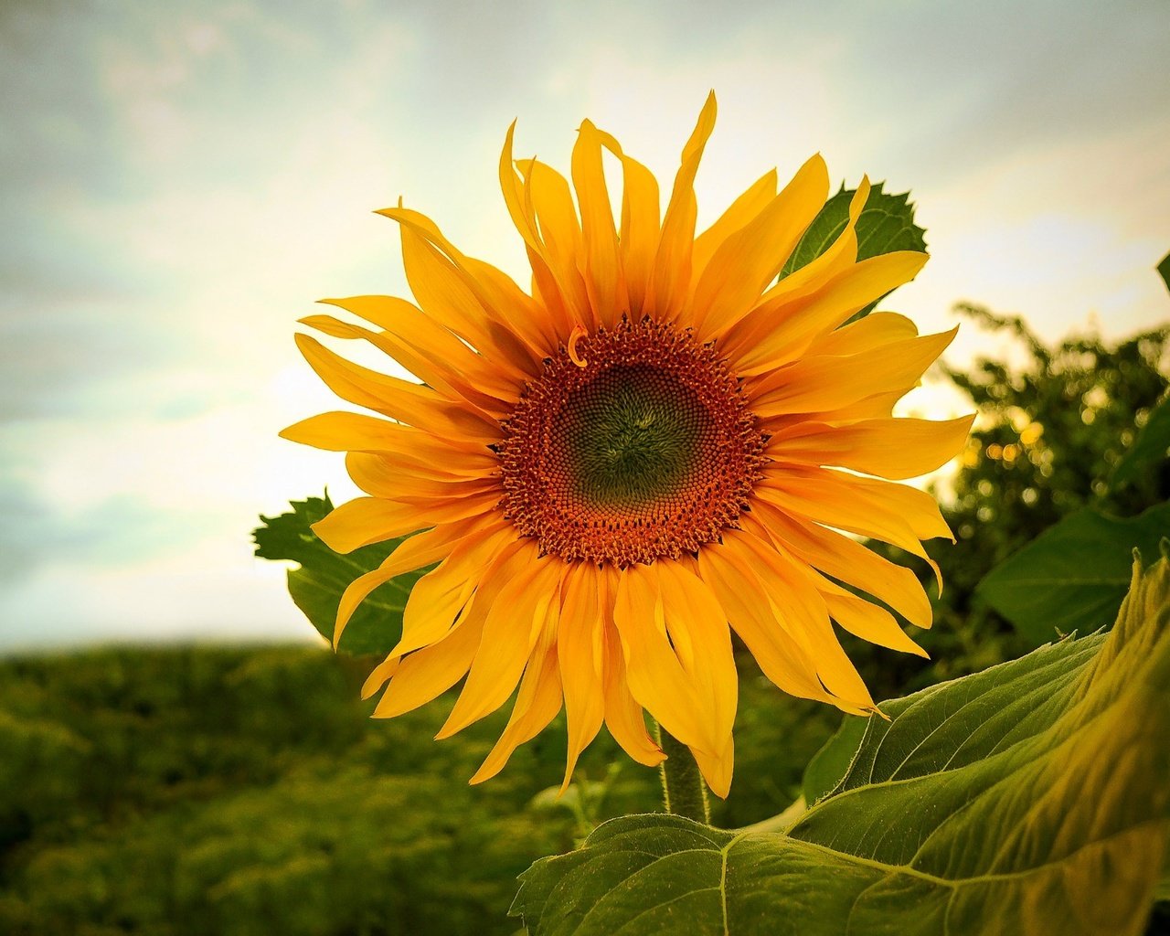 Обои небо, природа, цветок, поле, подсолнух, растение, the sky, nature, flower, field, sunflower, plant разрешение 1920x1375 Загрузить