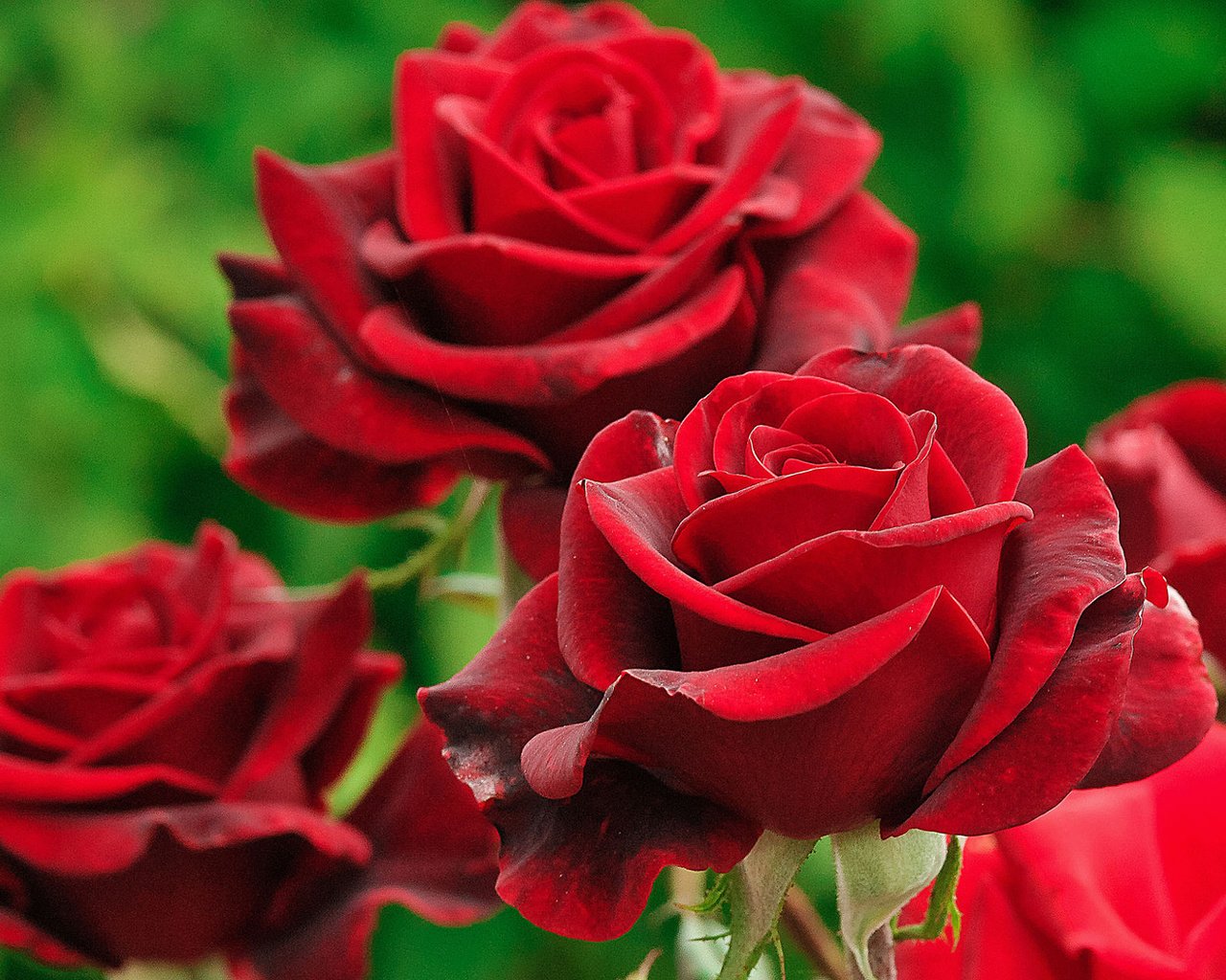 Обои цветы, розы, лепестки, michailenko_nikola, flowers, roses, petals разрешение 1920x1200 Загрузить