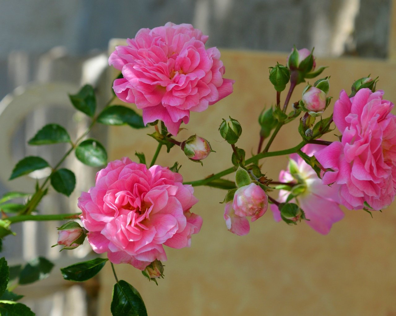 Обои цветы, бутоны, розы, лепестки, розовые, flowers, buds, roses, petals, pink разрешение 2846x1952 Загрузить