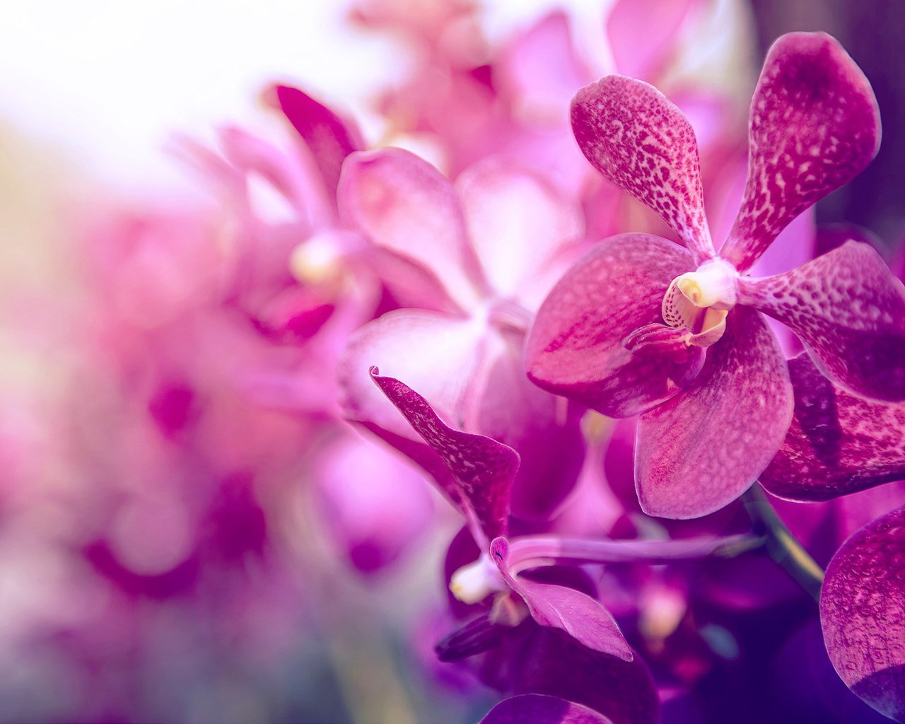 Обои фон, лепестки, цвет, орхидея, background, petals, color, orchid разрешение 1920x1200 Загрузить