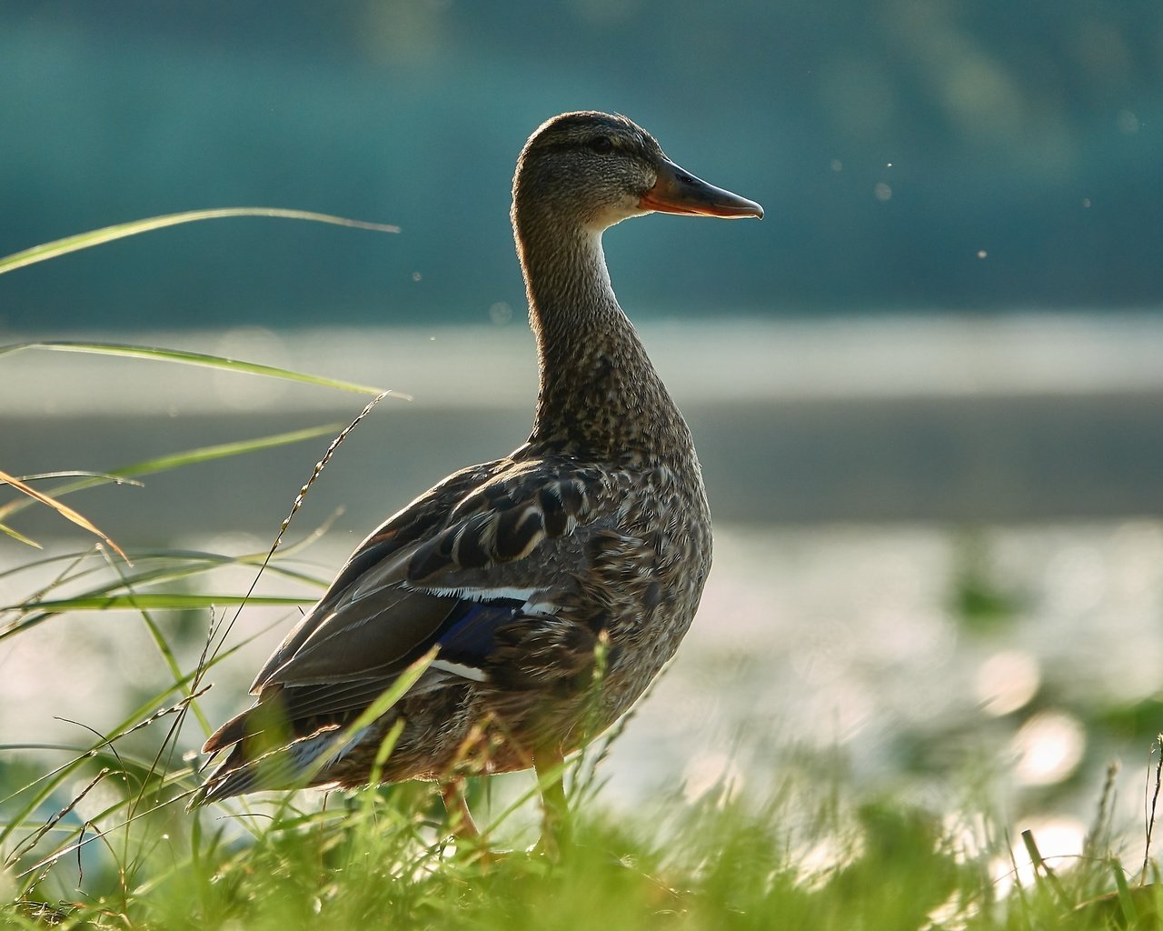 Обои трава, вода, птица, утка, grass, water, bird, duck разрешение 2736x1824 Загрузить