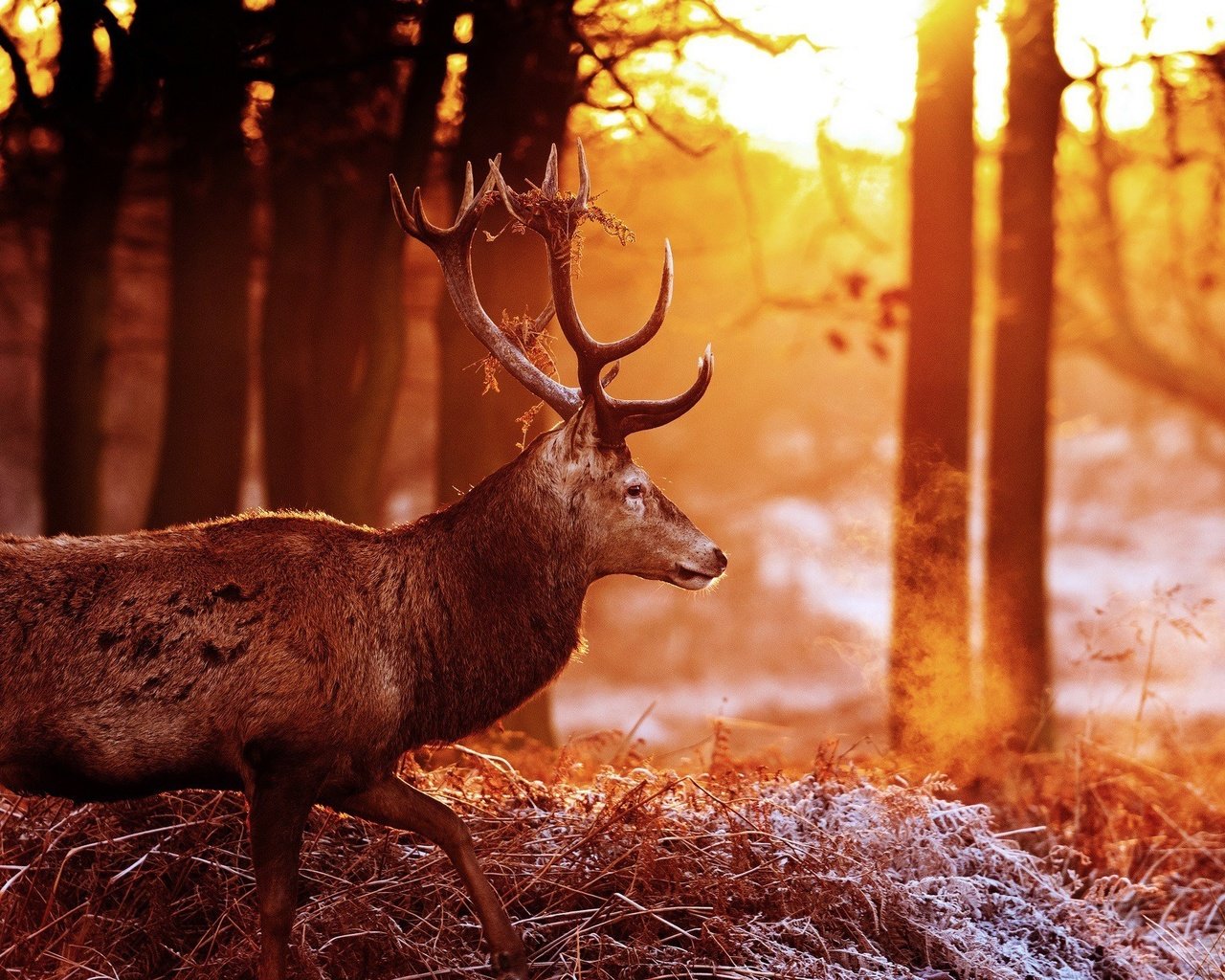 Обои деревья, лес, олень, блики, рога, солнечные лучи, trees, forest, deer, glare, horns, the sun's rays разрешение 2048x1360 Загрузить