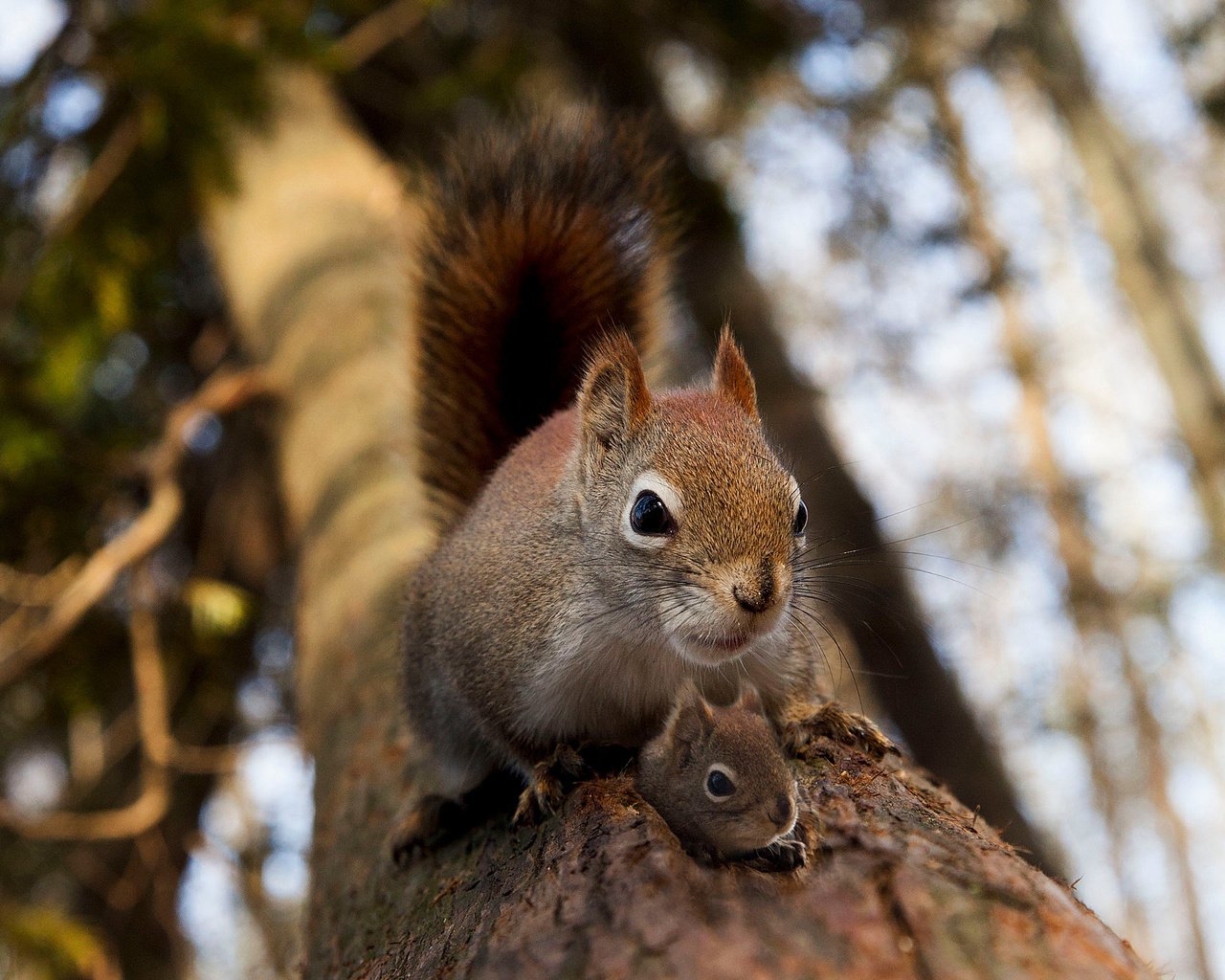 Обои дерево, животное, белка, зверек, белочка, грызун, бельчонок, tree, animal, protein, squirrel, rodent разрешение 2048x1365 Загрузить