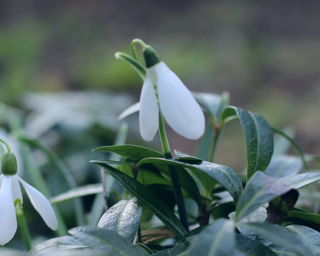 Обои природа, макро, фон, весна, подснежники, первоцвет, боке, nature, macro, background, spring, snowdrops, primrose, bokeh разрешение 3901x2195 Загрузить