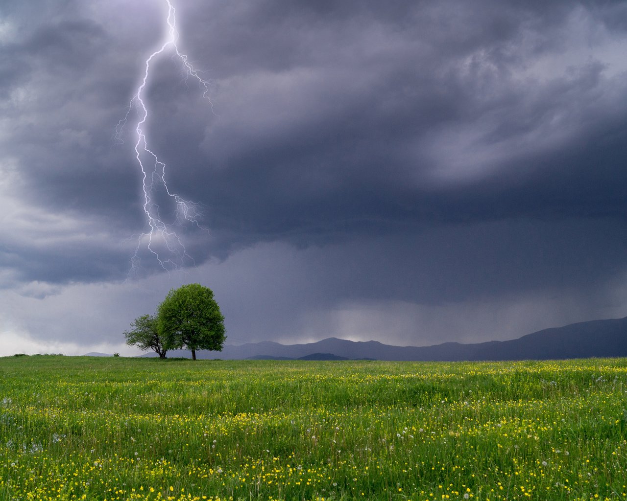 Обои небо, гроза, цветы, трава, дерево, тучи, пейзаж, молния, поле, the sky, the storm, flowers, grass, tree, clouds, landscape, lightning, field разрешение 3840x2400 Загрузить