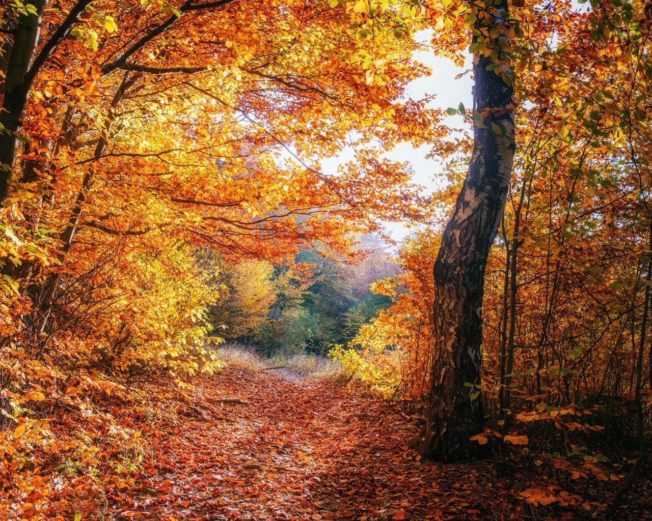 Обои деревья, природа, лес, листва, осень, trees, nature, forest, foliage, autumn разрешение 2880x1800 Загрузить