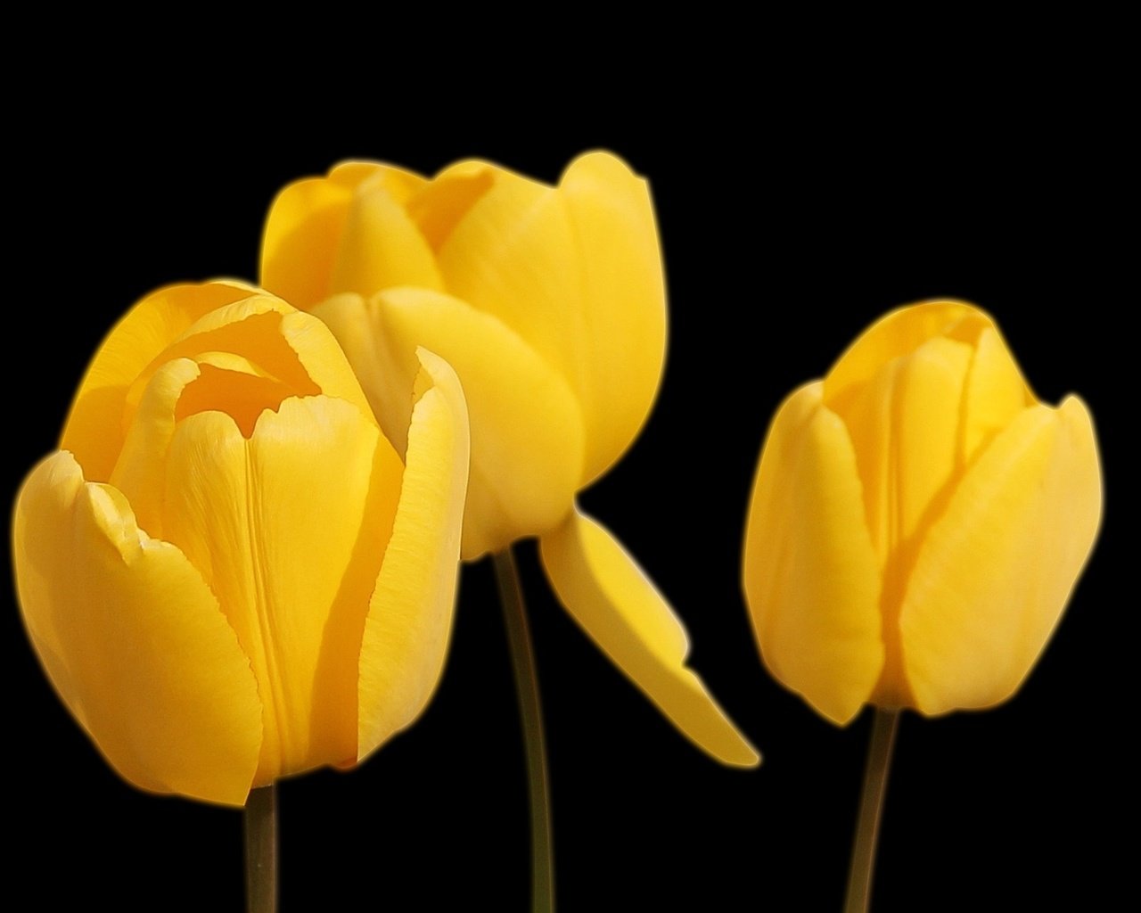 Обои цветы, черный фон, тюльпаны, желтые, flowers, black background, tulips, yellow разрешение 1920x1280 Загрузить