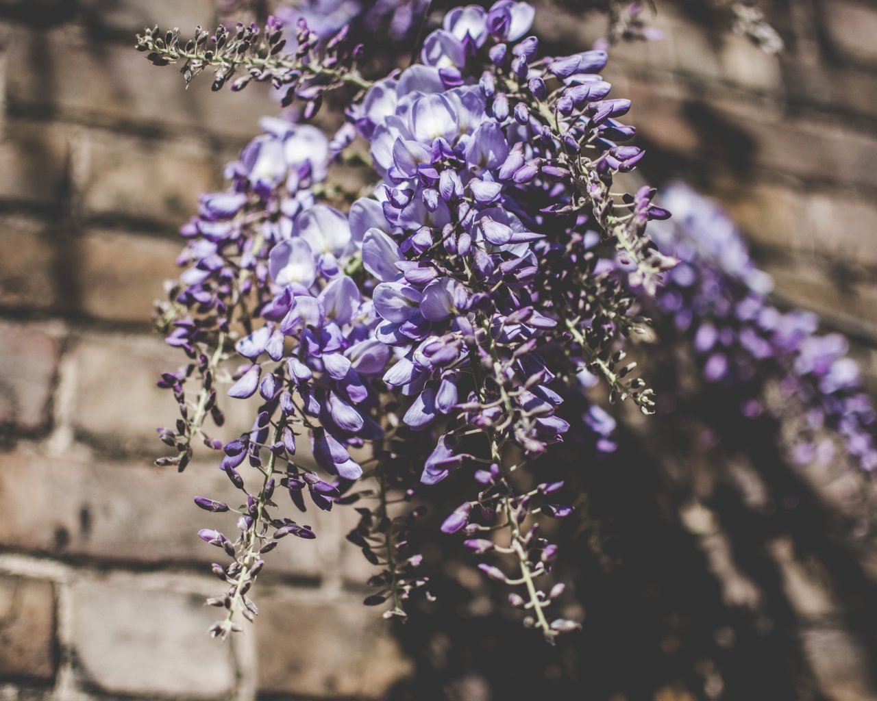 Обои цветы, букет, люпины, flowers, bouquet, lupins разрешение 6000x4000 Загрузить