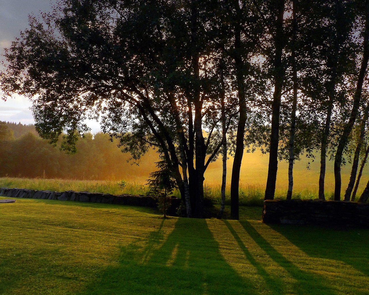 Обои небо, трава, деревья, стволы, тени, солнечный свет, the sky, grass, trees, trunks, shadows, sunlight разрешение 2560x1440 Загрузить