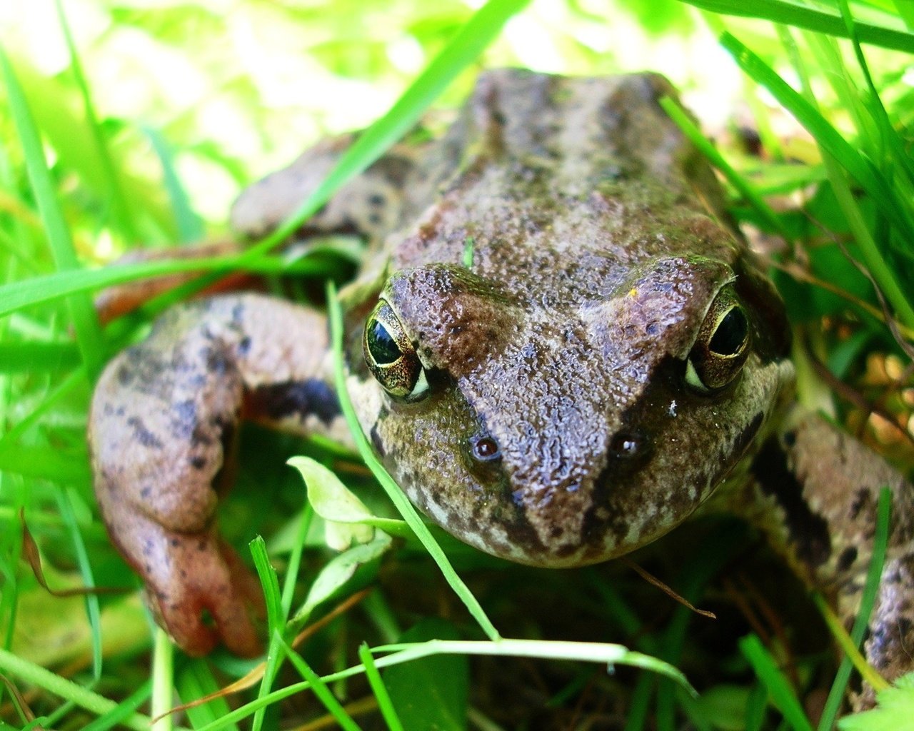 Обои глаза, трава, макро, лето, сад, лягушка, жаба, земноводные, eyes, grass, macro, summer, garden, frog, toad, amphibians разрешение 2288x1350 Загрузить