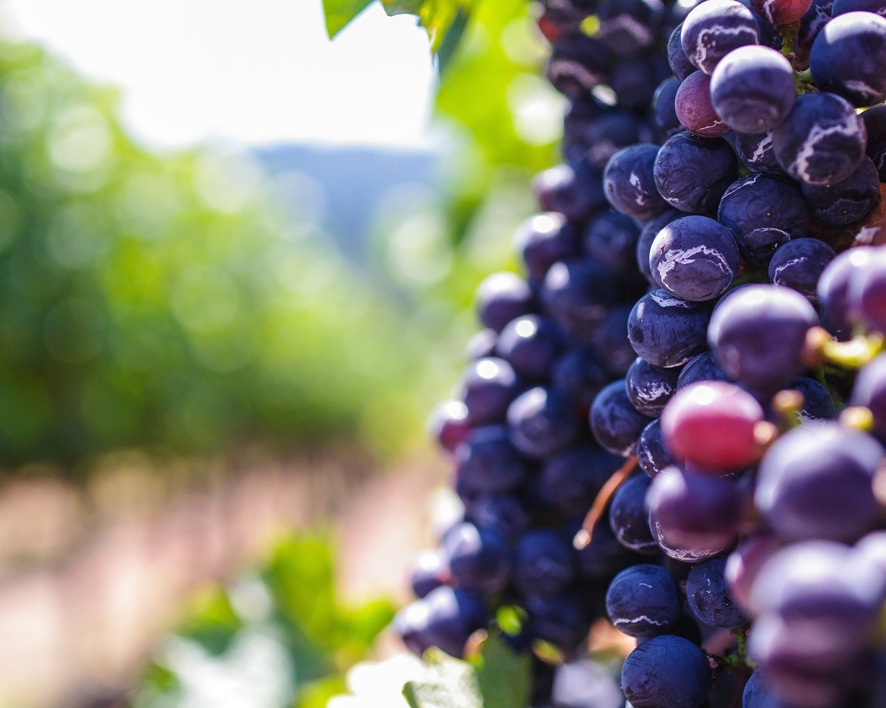 Обои виноград, размытость, ягоды, боке, grapes, blur, berries, bokeh разрешение 3936x2624 Загрузить