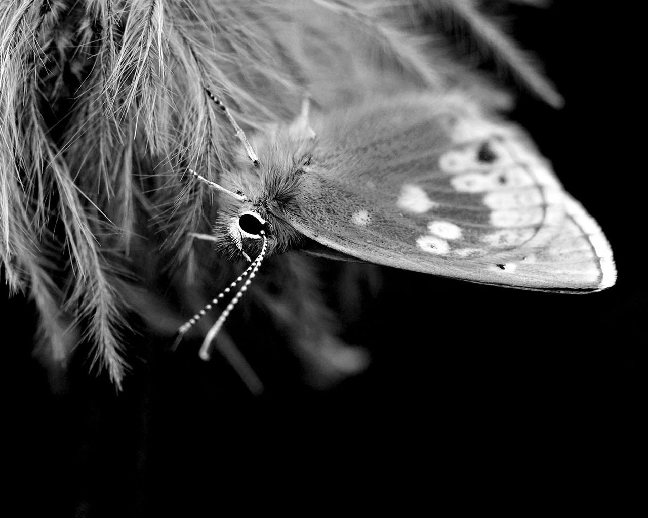 Обои насекомое, бабочка, чёрно-белое, крылья, insect, butterfly, black and white, wings разрешение 1920x1080 Загрузить