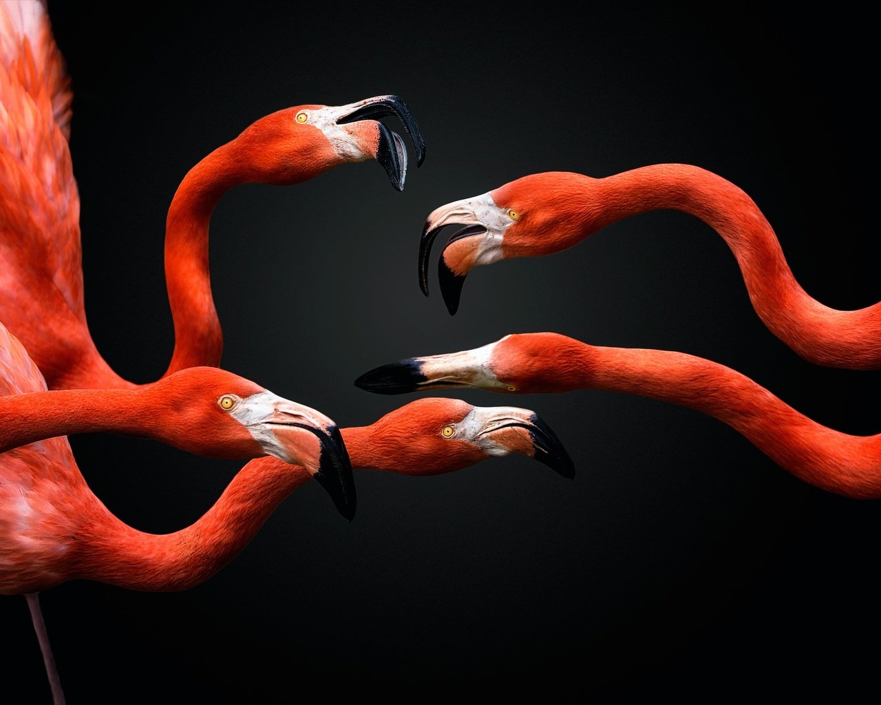 Обои фламинго, птицы, клюв, черный фон, перья, шея, flamingo, birds, beak, black background, feathers, neck разрешение 2500x1651 Загрузить