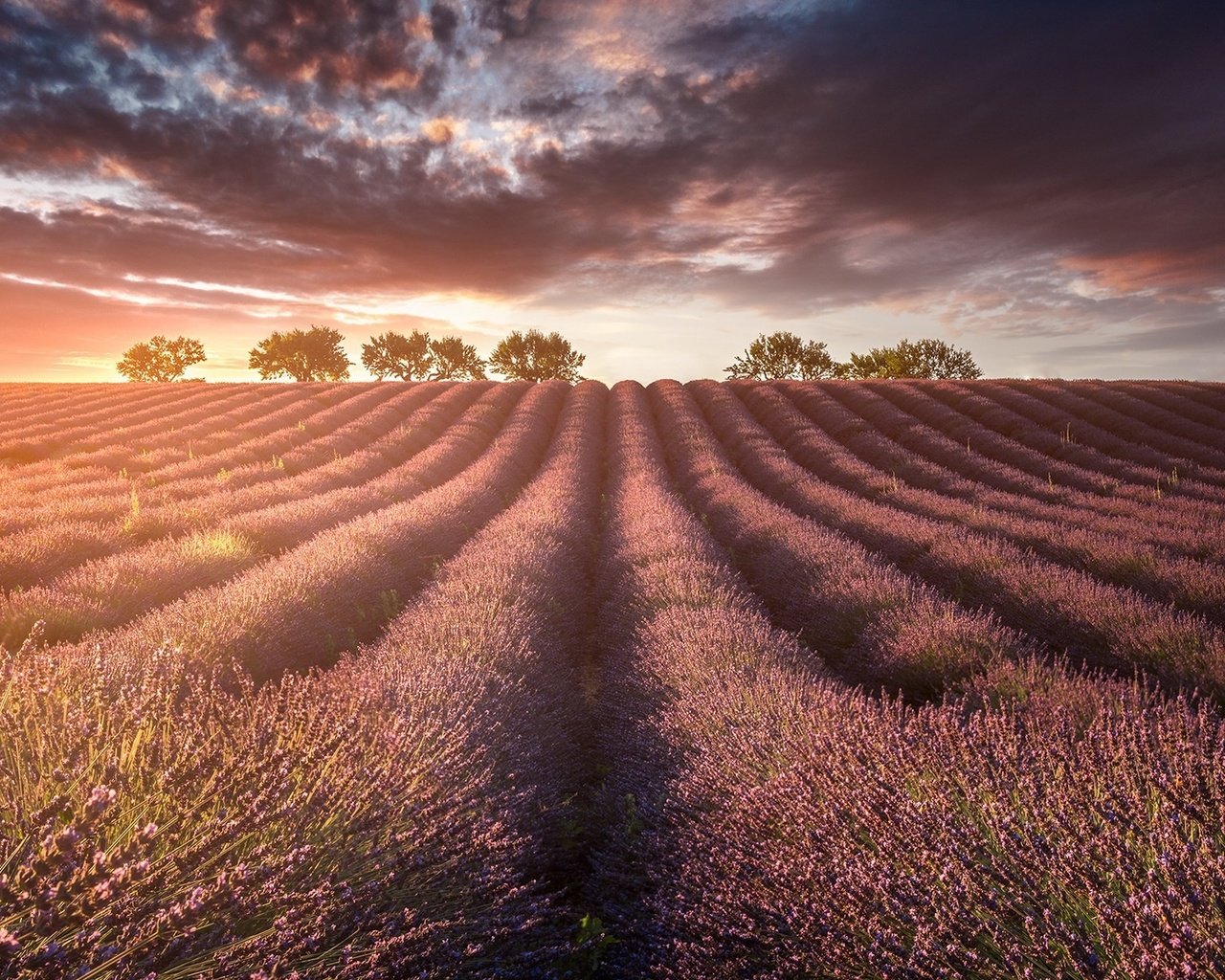 Обои свет, природа, поле, лаванды, light, nature, field, lavender разрешение 1920x1200 Загрузить