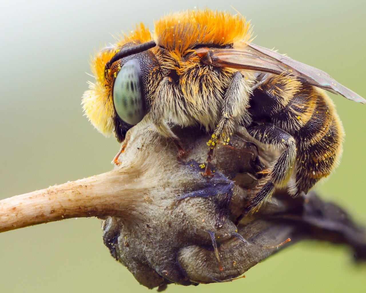 Обои глаза, шмель, природа, макро, насекомое, фон, растение, пчела, пыльца, eyes, bumblebee, nature, macro, insect, background, plant, bee, pollen разрешение 3828x2392 Загрузить