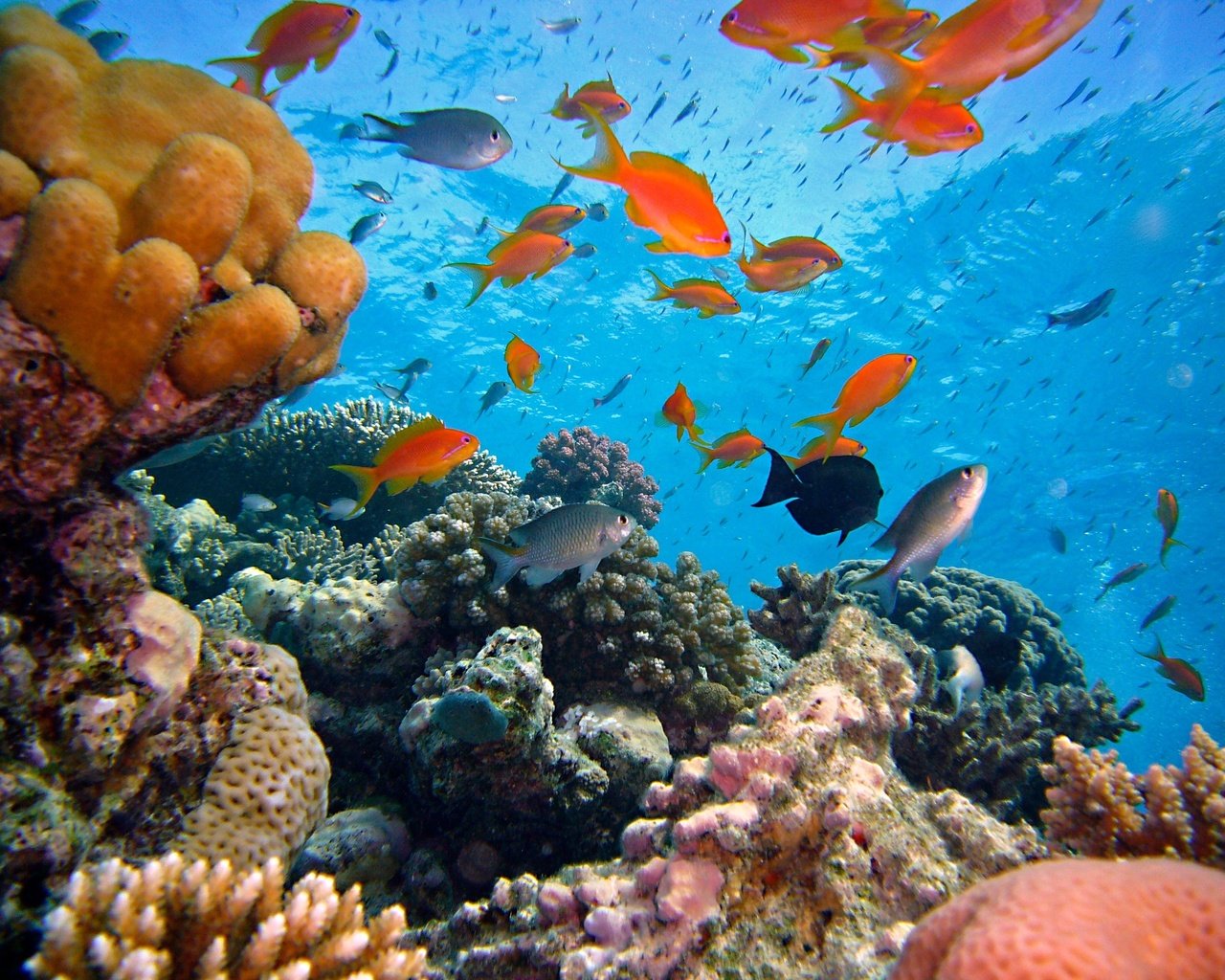 Обои море, рыбки, рыбы, кораллы, подводный мир, sea, fish, corals, underwater world разрешение 2816x2112 Загрузить