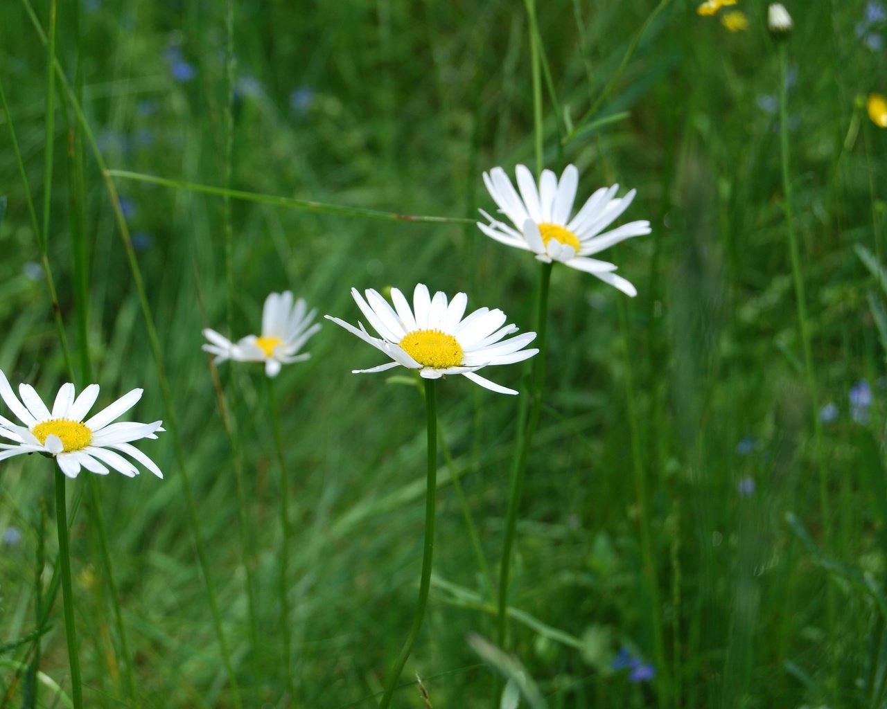 Обои цветы, трава, природа, ромашки, полевые цветы, flowers, grass, nature, chamomile, wildflowers разрешение 3872x2592 Загрузить