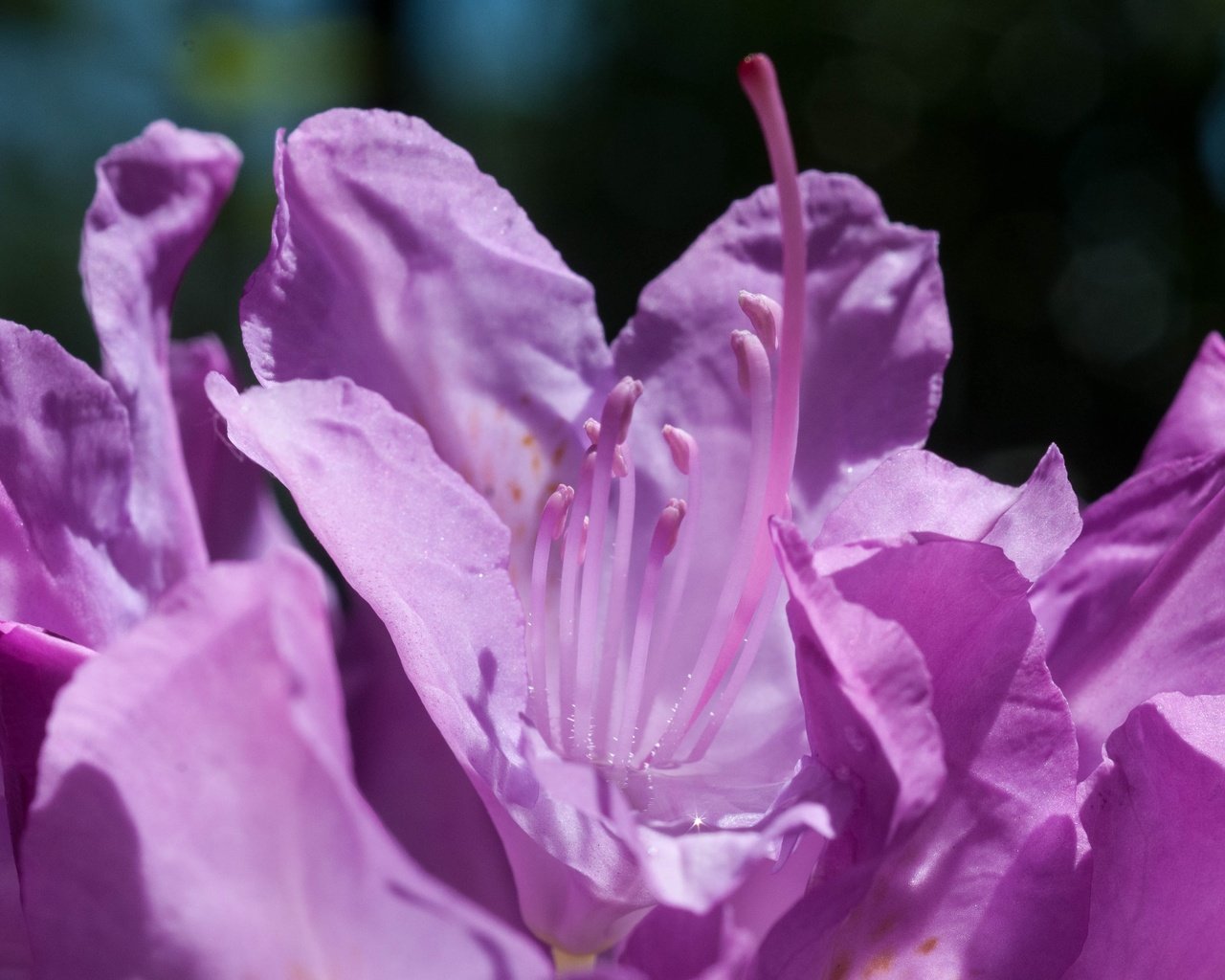 Обои цветы, макро, лепестки, фиолетовые, азалия, рододендрон, flowers, macro, petals, purple, azalea, rhododendron разрешение 3926x2608 Загрузить