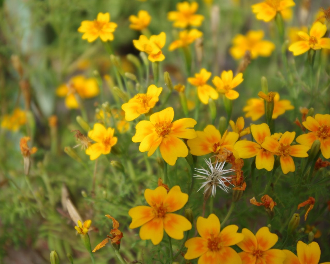 Обои цветы, лепестки, желтые, полевые цветы, flowers, petals, yellow, wildflowers разрешение 4928x3264 Загрузить