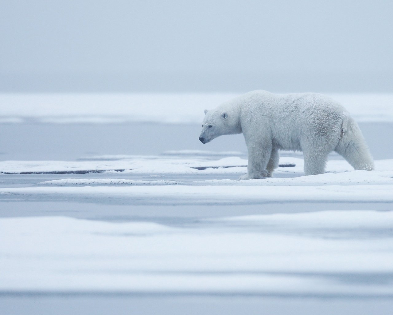 Обои снег, природа, туман, полярный медведь, медведь, лёд, белый медведь, арктика, snow, nature, fog, polar bear, bear, ice, arctic разрешение 3000x1687 Загрузить