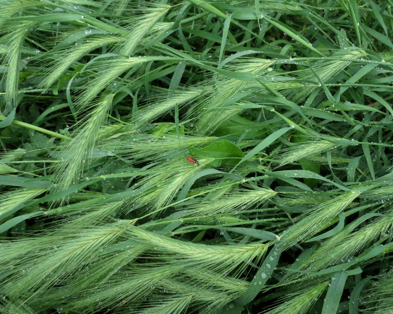 Обои трава, насекомое, капли, лето, дождь, колоски, grass, insect, drops, summer, rain, spikelets разрешение 4608x3456 Загрузить