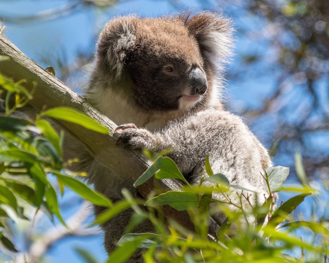 Обои дерево, листья, ветки, австралия, коала, сумчатые, эвкалипт, tree, leaves, branches, australia, koala, marsupials, eucalyptus разрешение 3552x1998 Загрузить