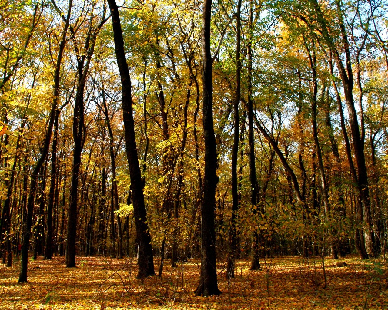 Обои деревья, лес, листья, ветки, стволы, осень, trees, forest, leaves, branches, trunks, autumn разрешение 3888x2592 Загрузить