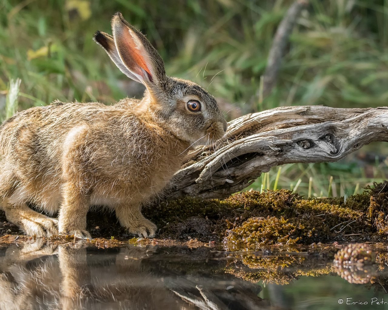 Обои природа, мордочка, взгляд, кролик, уши, заяц, милый, nature, muzzle, look, rabbit, ears, hare, cute разрешение 2048x1366 Загрузить