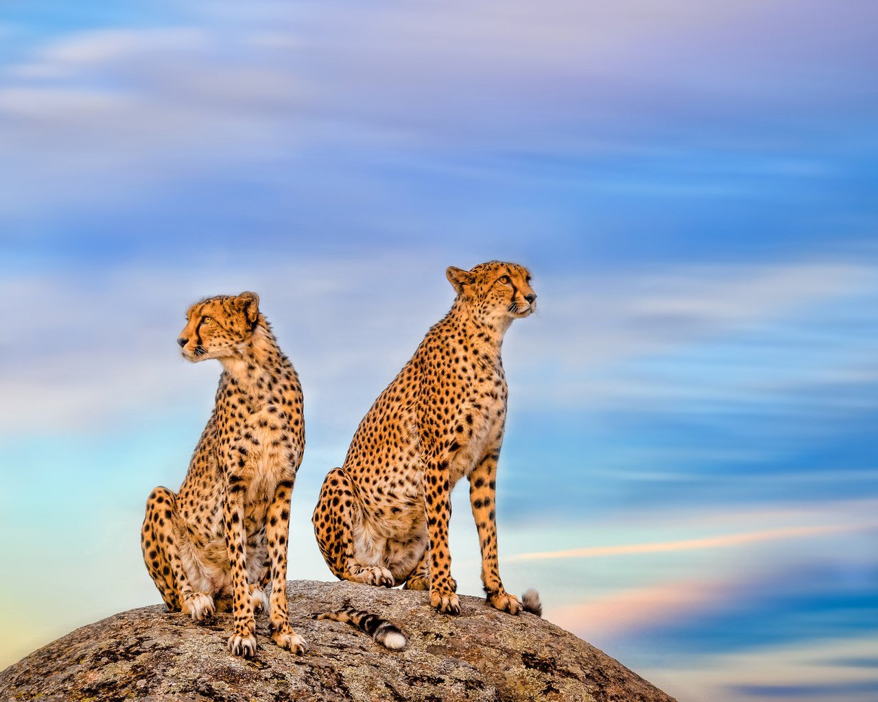 Обои небо, камень, парочка, дикая кошка, гепарды, the sky, stone, a couple, wild cat, cheetahs разрешение 3600x2025 Загрузить