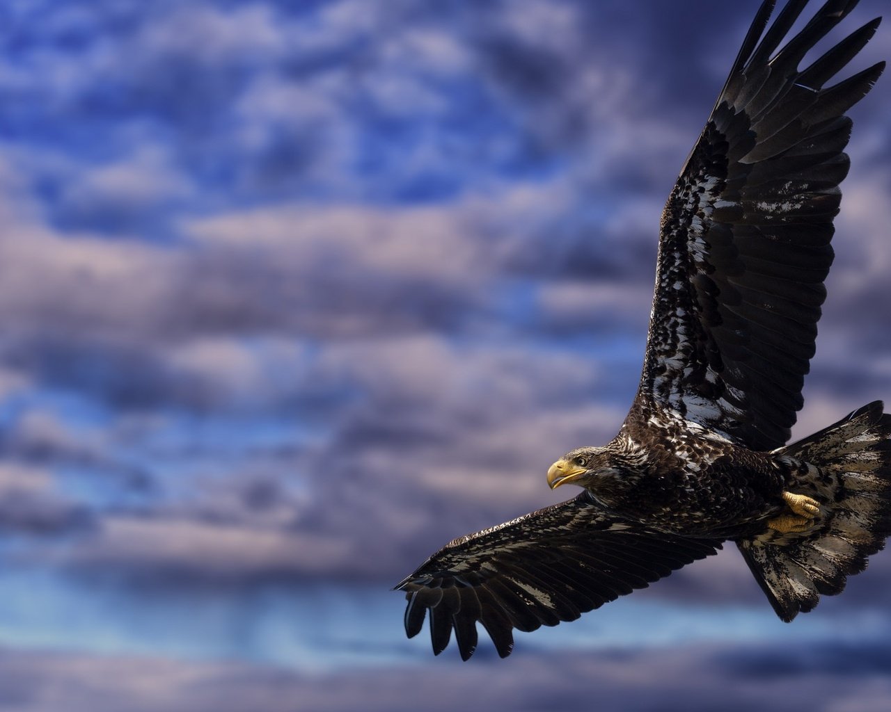 Обои небо, облака, полет, крылья, орел, птица, клюв, перья, the sky, clouds, flight, wings, eagle, bird, beak, feathers разрешение 2048x1152 Загрузить