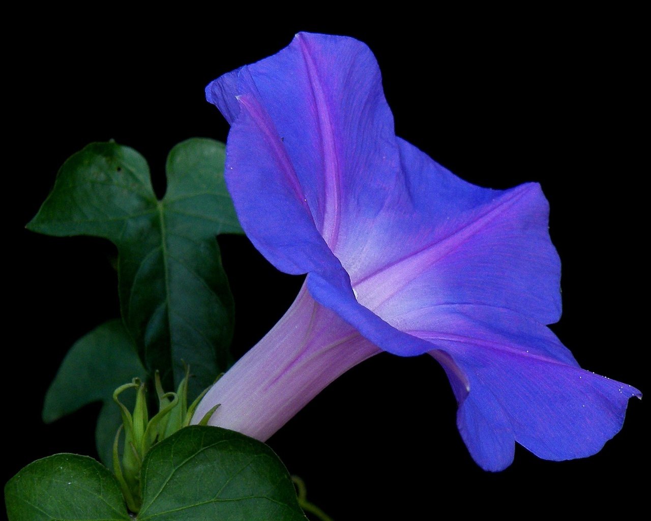 Обои природа, листья, фон, цветок, лепестки, черный фон, вьюнок, nature, leaves, background, flower, petals, black background, bindweed разрешение 2650x1650 Загрузить