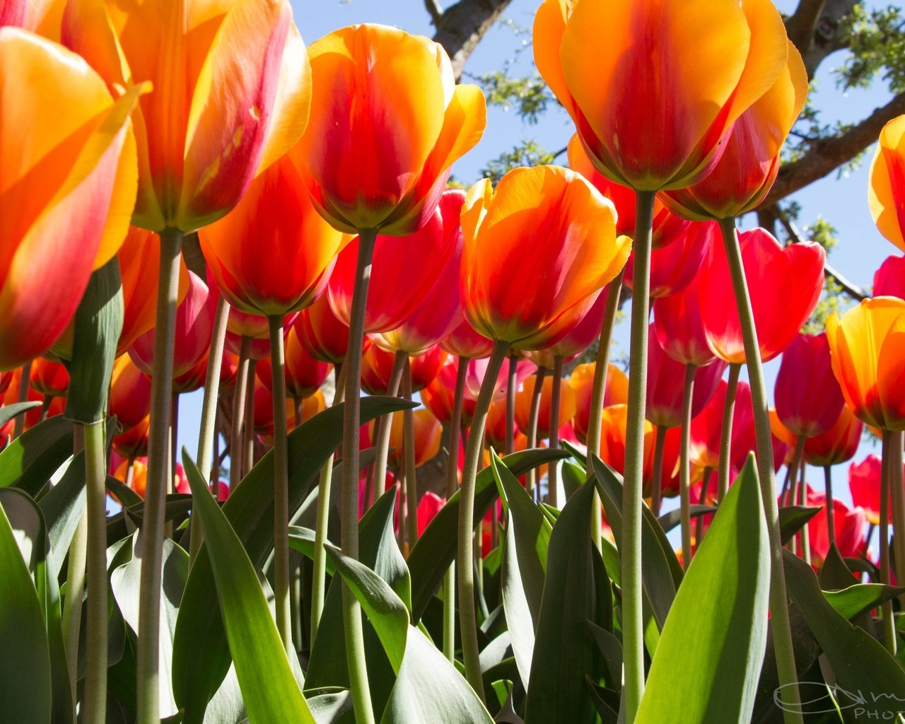 Обои цветы, бутоны, листья, лепестки, весна, тюльпаны, стебли, flowers, buds, leaves, petals, spring, tulips, stems разрешение 3840x2160 Загрузить