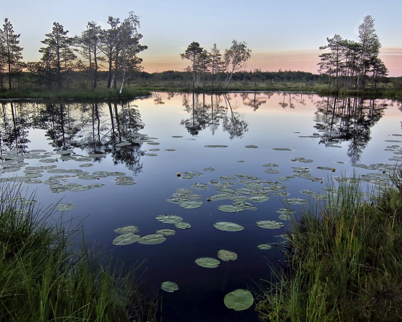 Обои трава, деревья, озеро, природа, отражение, утро, горизонт, grass, trees, lake, nature, reflection, morning, horizon разрешение 2560x1694 Загрузить