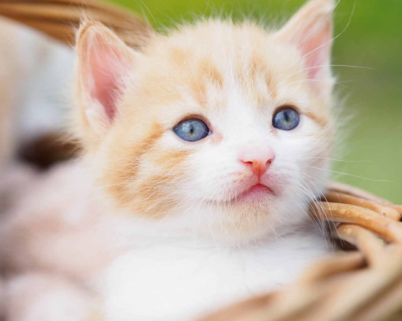 Обои портрет, кот, мордочка, усы, кошка, взгляд, котенок, малыш, голубые глаза, blue eyes, portrait, cat, muzzle, mustache, look, kitty, baby разрешение 2048x2048 Загрузить
