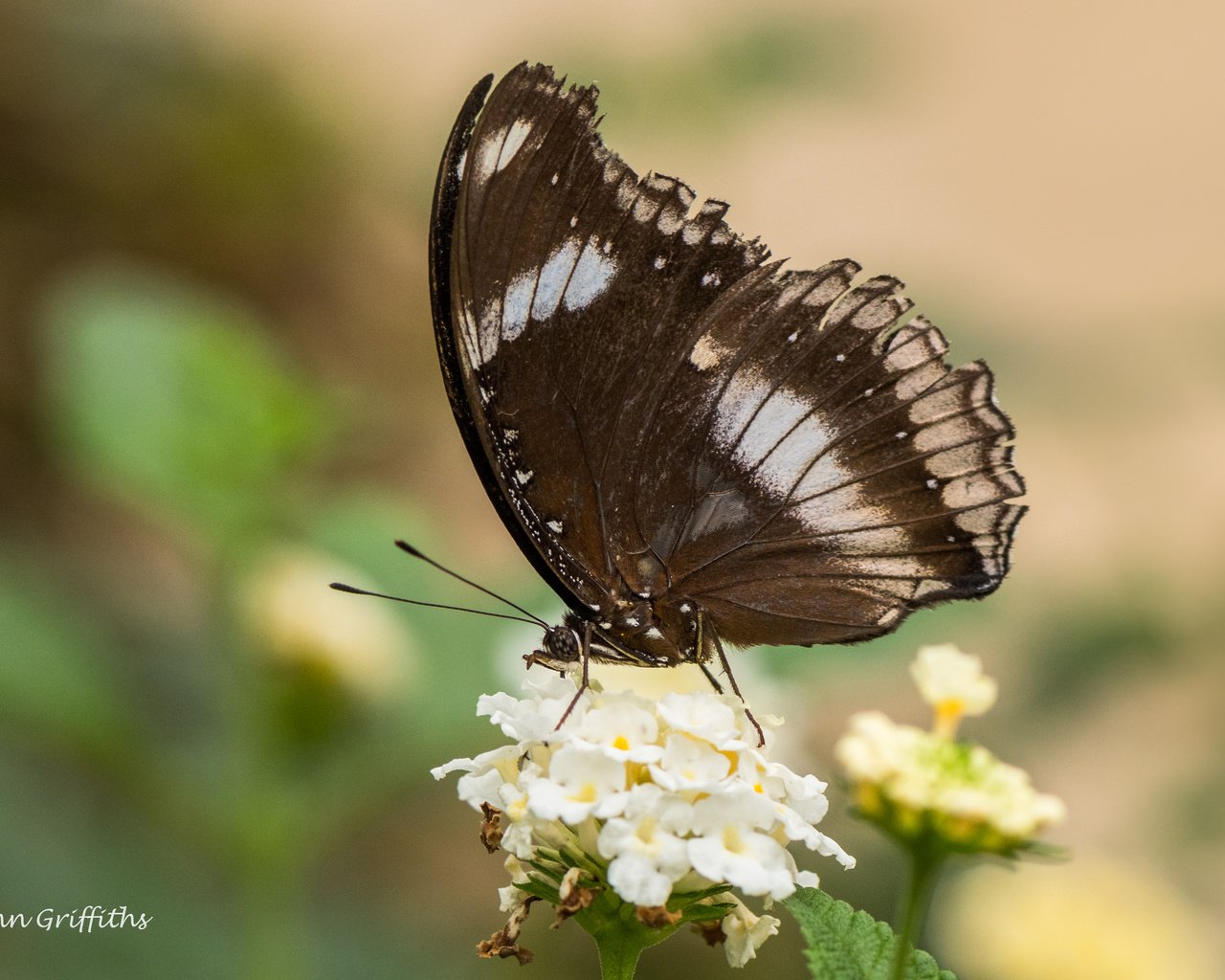 Обои цветы, природа, насекомое, бабочка, крылья, lynn griffiths, flowers, nature, insect, butterfly, wings разрешение 4356x2904 Загрузить