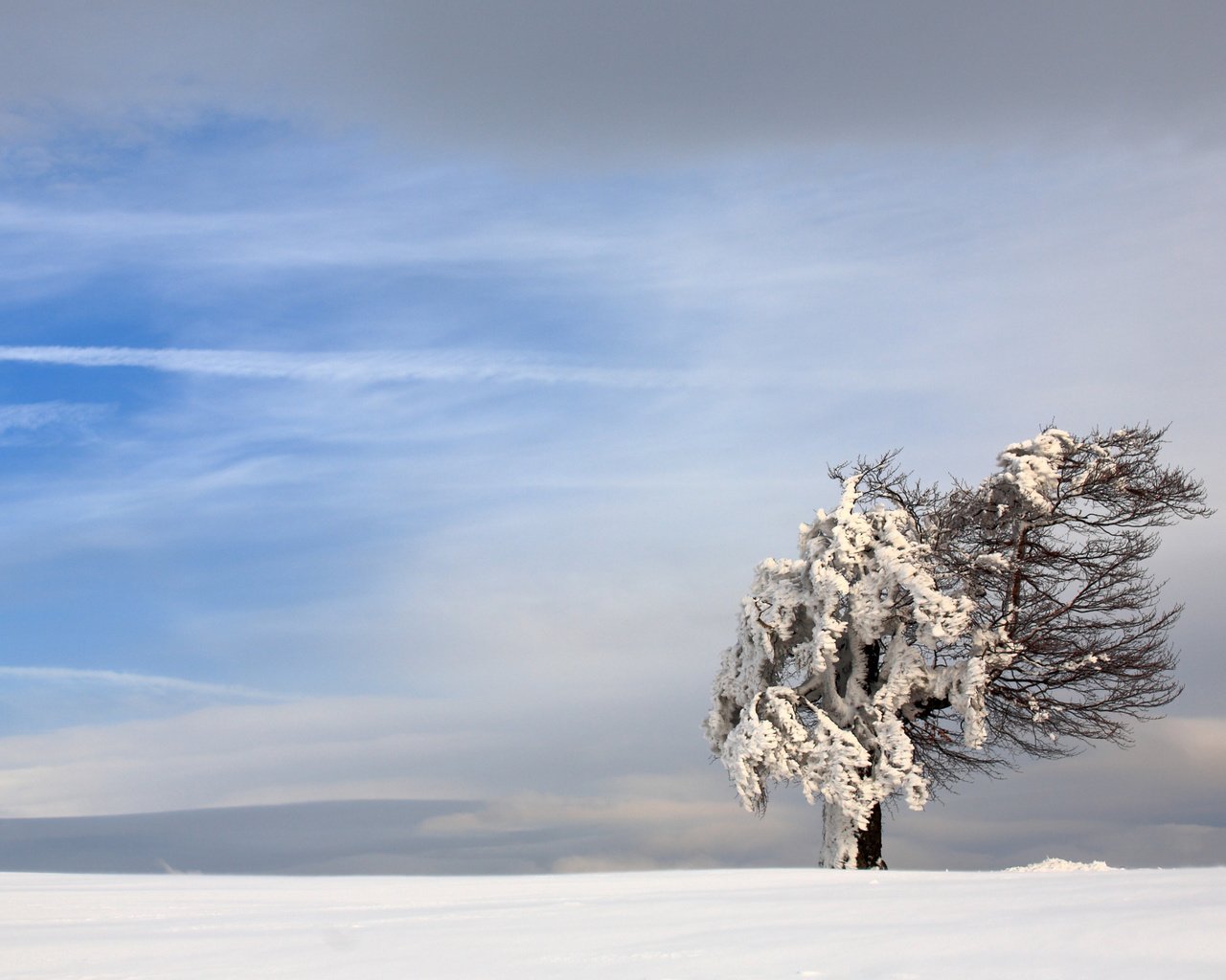 Обои небо, снег, природа, дерево, зима, пейзаж, ветер, the sky, snow, nature, tree, winter, landscape, the wind разрешение 3840x2400 Загрузить