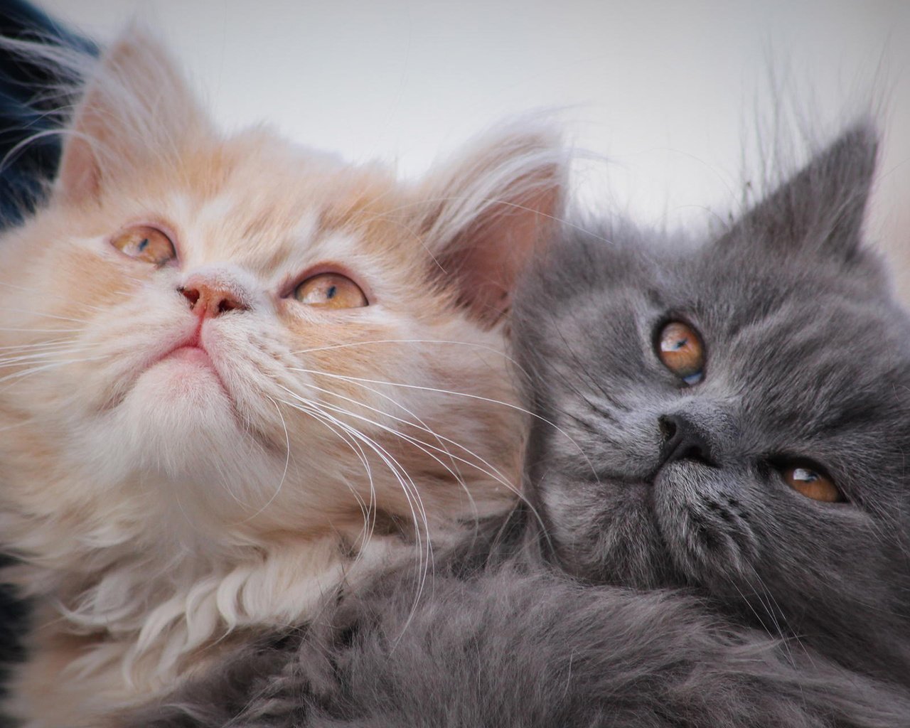 Обои усы, взгляд, коты, кошки, котята, мордочки, две кошки, mustache, look, cats, kittens, faces разрешение 1920x1200 Загрузить