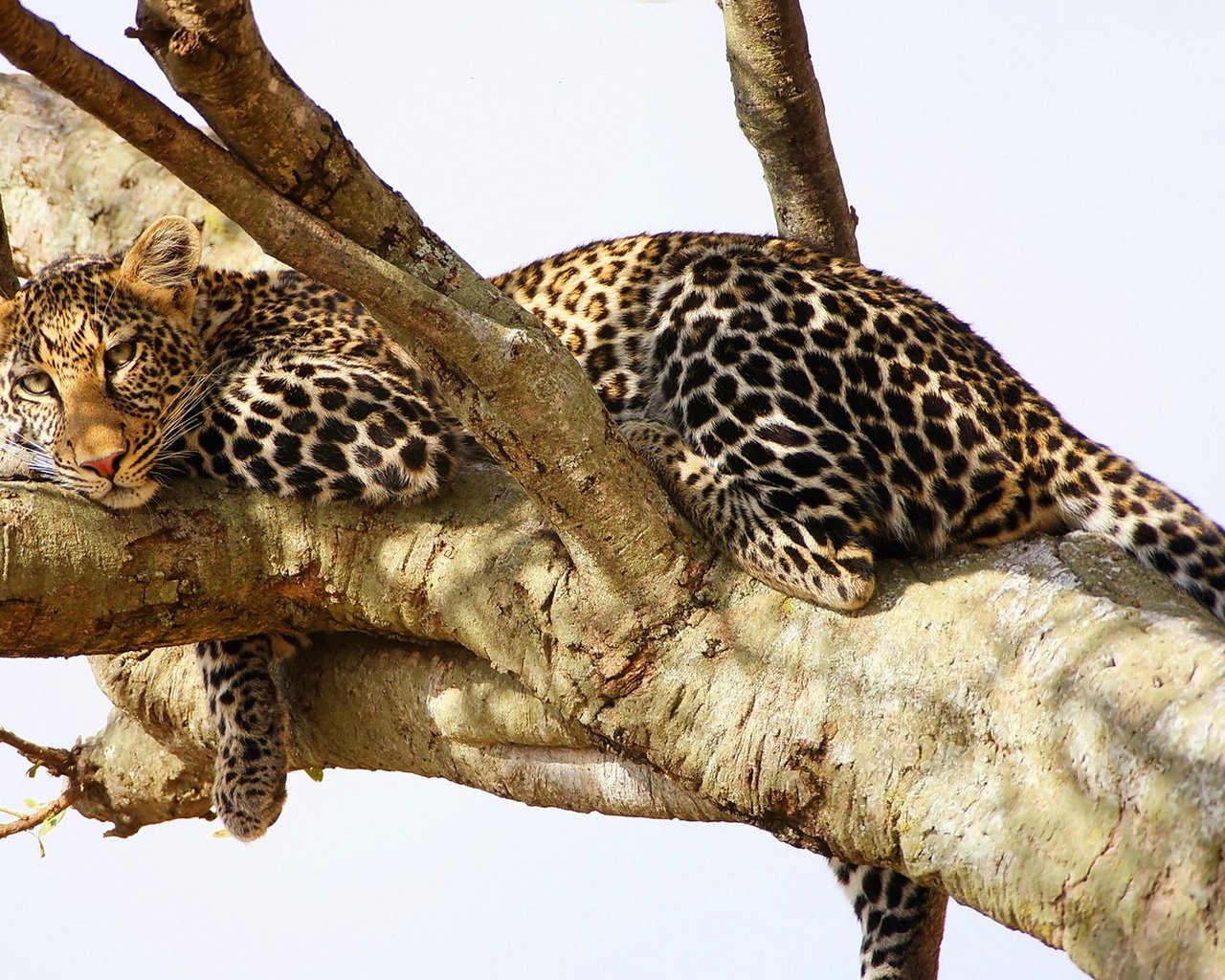 Обои дерево, взгляд, леопард, хищник, отдых, tree, look, leopard, predator, stay разрешение 1920x1200 Загрузить