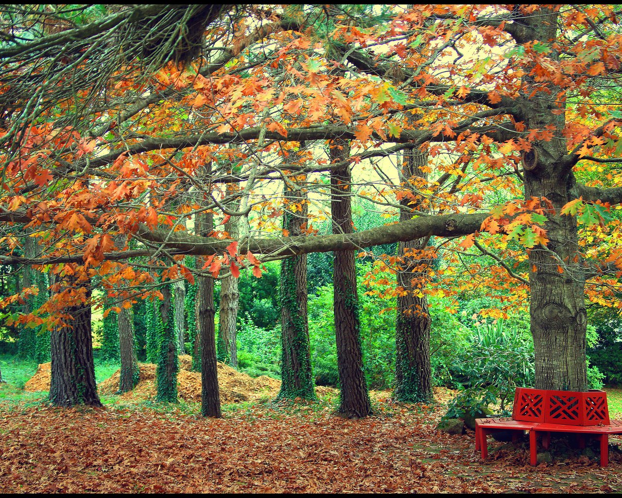 Обои деревья, листья, парк, осень, скамейка, trees, leaves, park, autumn, bench разрешение 2048x1374 Загрузить