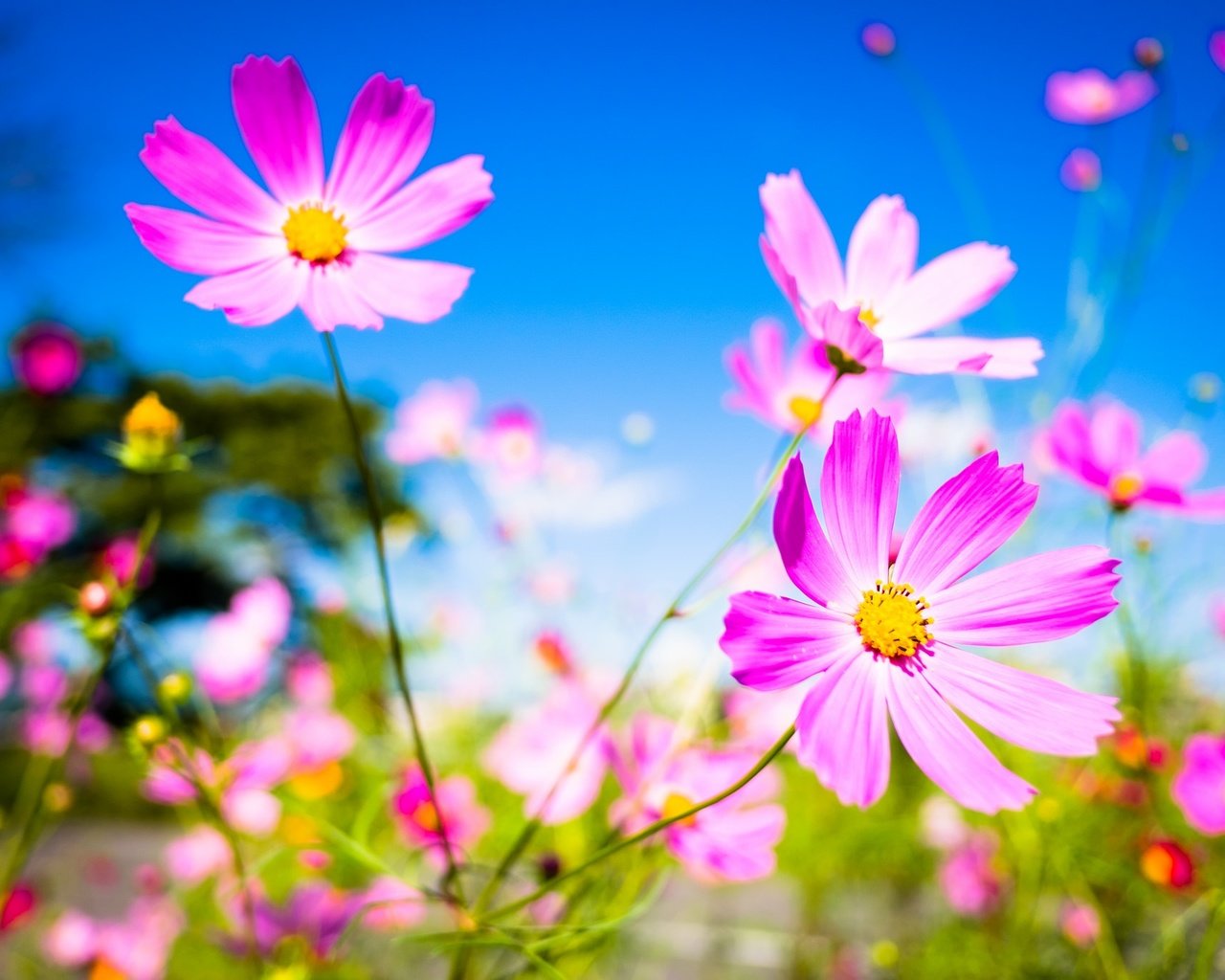 Обои небо, цветы, макро, фон, лепестки, стебли, космея, the sky, flowers, macro, background, petals, stems, kosmeya разрешение 2048x1365 Загрузить