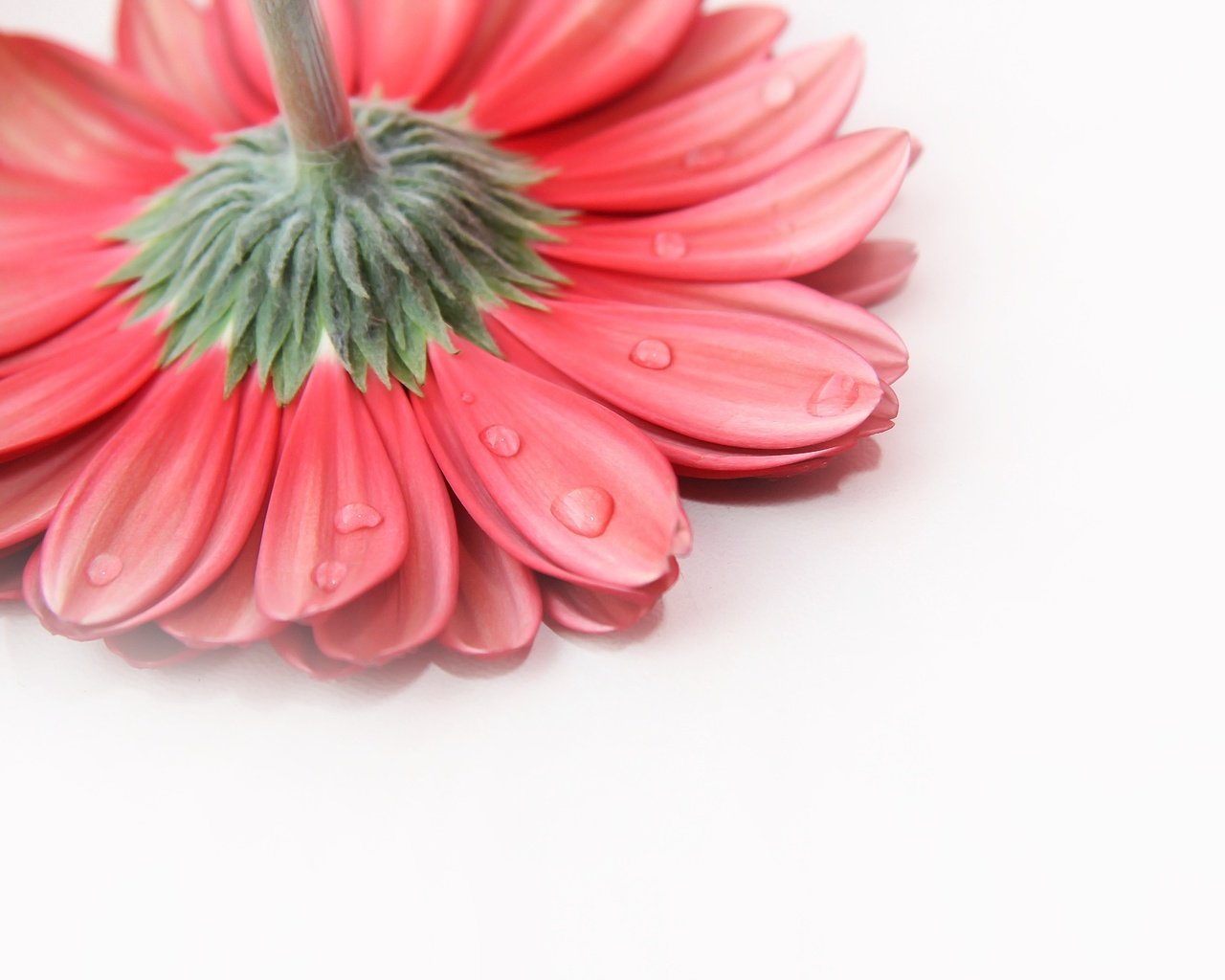 Обои фон, цветок, капли, лепестки, гербера, background, flower, drops, petals, gerbera разрешение 1920x1280 Загрузить