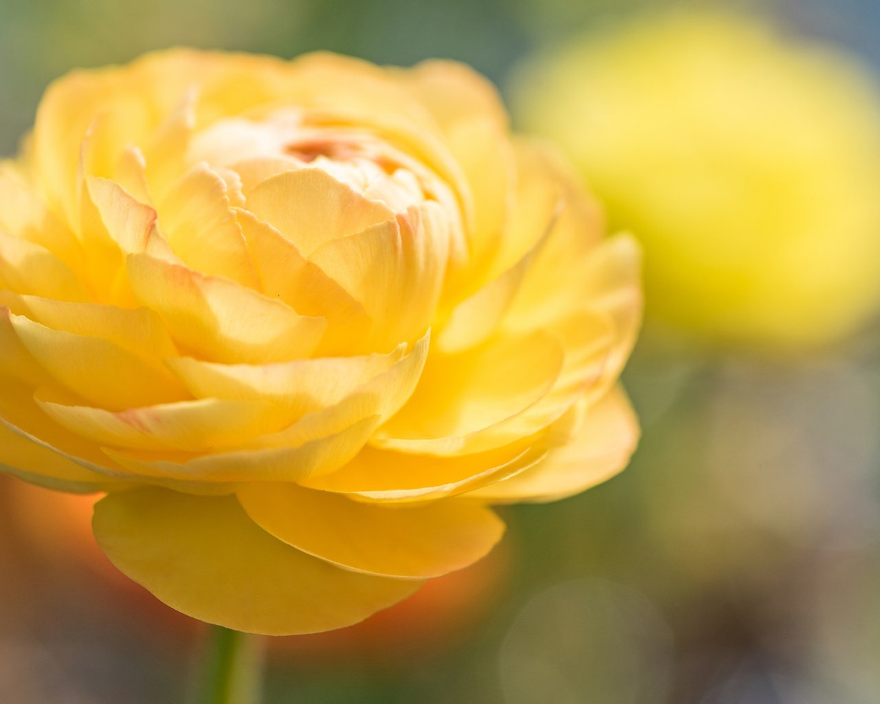 Обои цветок, роза, лепестки, размытость, жёлтые розы, flower, rose, petals, blur, yellow roses разрешение 1920x1200 Загрузить