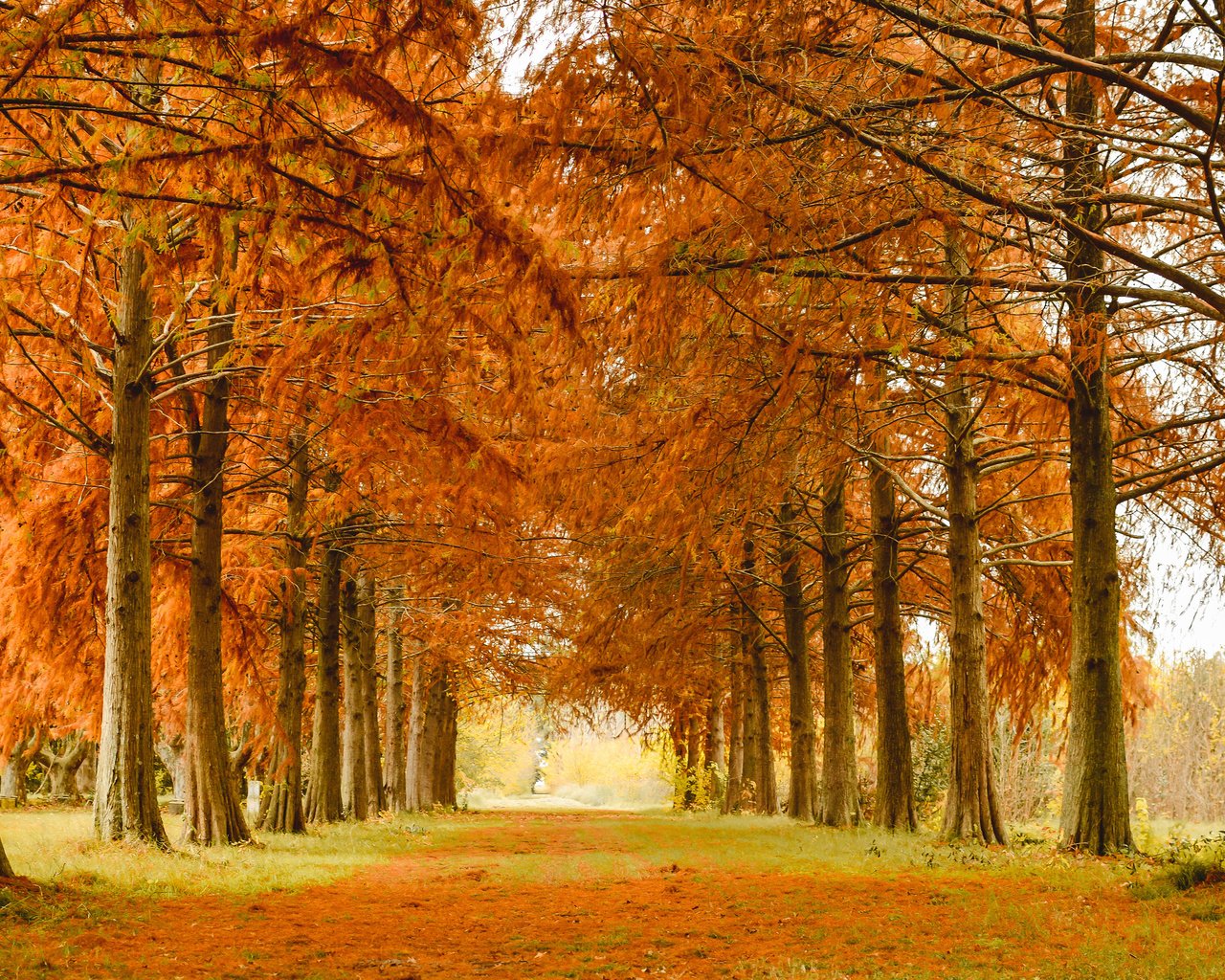 Обои деревья, природа, парк, осень, аллея, лиственница, trees, nature, park, autumn, alley, larch разрешение 3840x2400 Загрузить