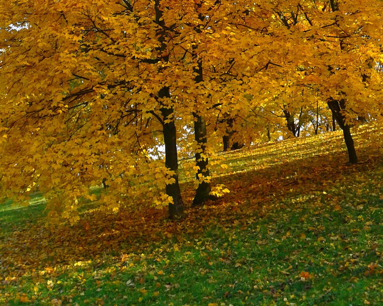 Обои деревья, природа, парк, листва, осень, желтые листья, trees, nature, park, foliage, autumn, yellow leaves разрешение 1920x1200 Загрузить