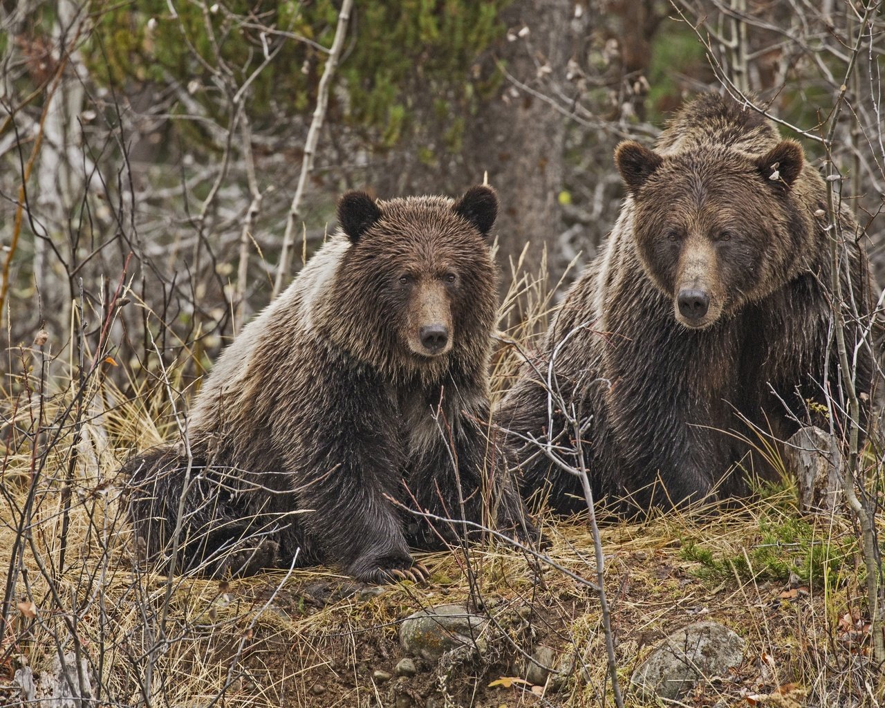 Обои лес, медведь, хищник, медведи, forest, bear, predator, bears разрешение 4000x2702 Загрузить